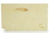 Juvenile Fossil Fish (Knightia) - Wyoming #363787-1